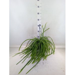 Lepismium bolivianum