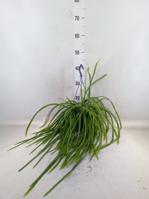 <h4>Lepismium bolivianum</h4>