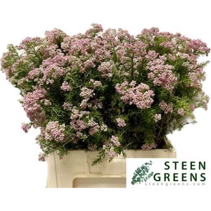 OZOTH COOKS TALL PIN