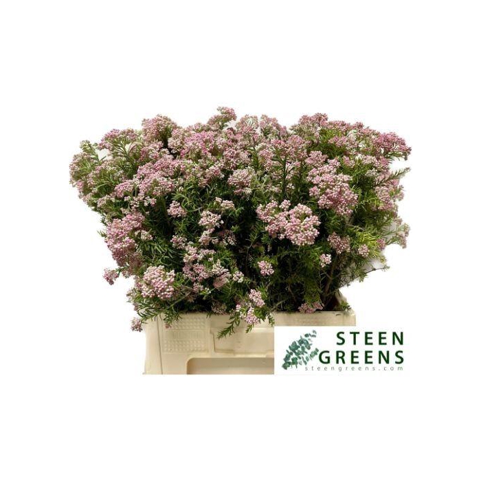 <h4>Ozoth Cooks Tall Pin</h4>