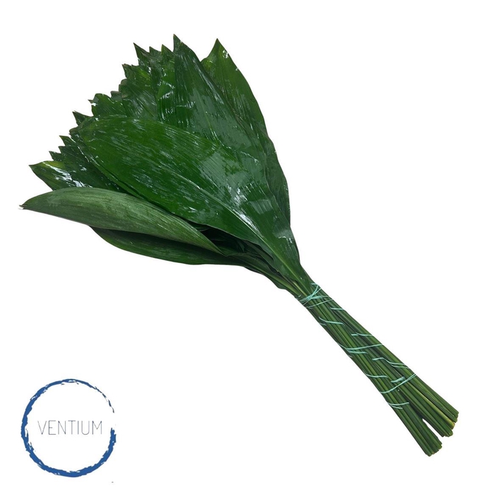 <h4>Aspidistra Ventium 100cm</h4>