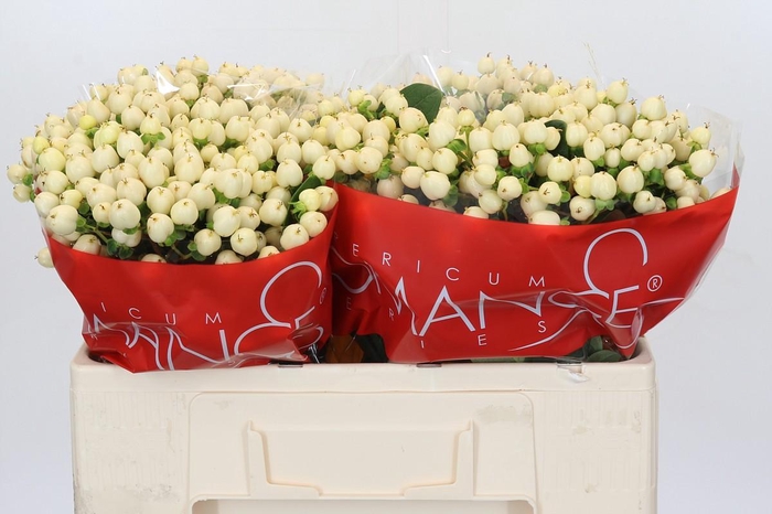 Hypericum Cool Romance