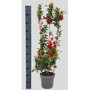 MANDE SUN RED