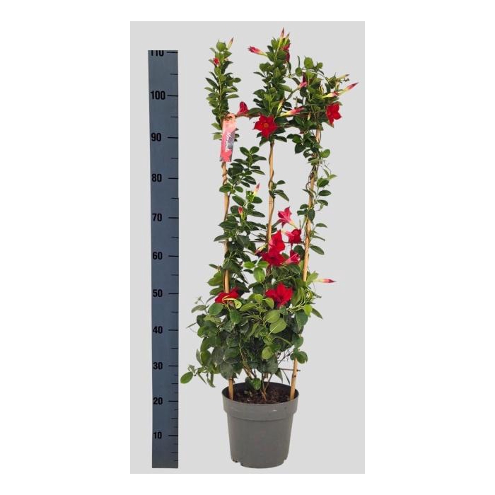<h4>MANDE SUN RED</h4>
