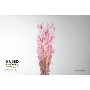 DRIED BLEACHED LAGURUS LIGHT PINK PB
