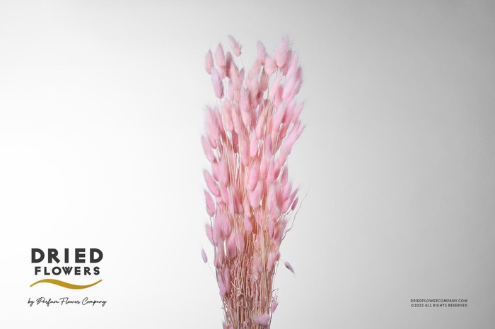 <h4>DRIED BLEACHED LAGURUS LIGHT PINK PB</h4>