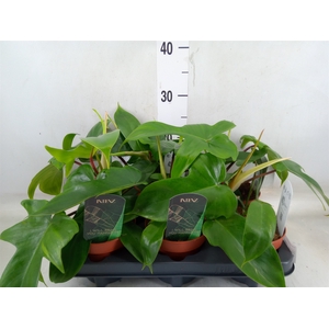 Philodendron   ...