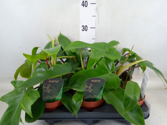 <h4>Philodendron   ...</h4>