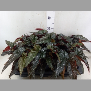 Begonia BD mac. 'Black Forest'