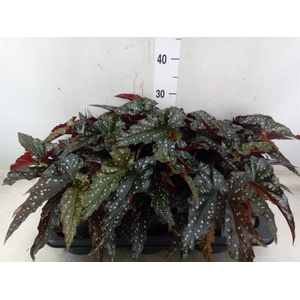 Begonia BD mac. 'Black Forest'