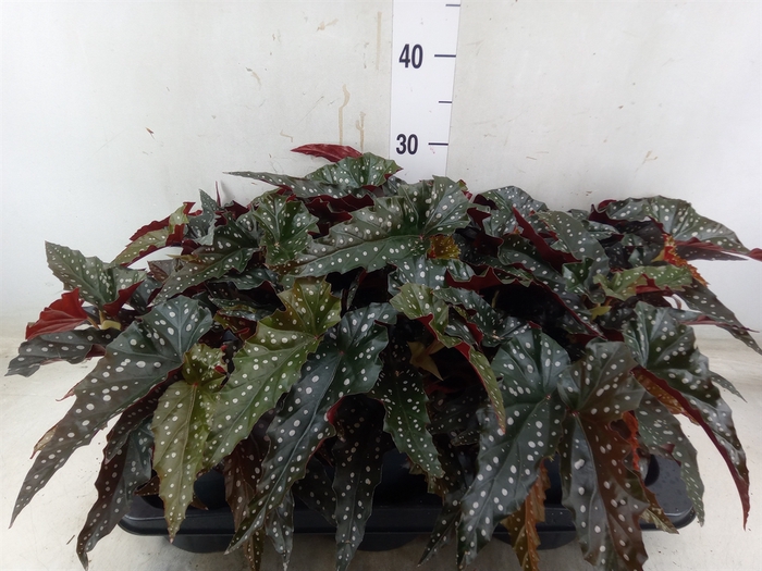 <h4>Begonia BD mac. 'Black Forest'</h4>