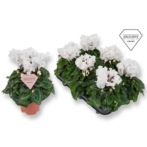Cyclamen persicum midi Super Serie Merengue