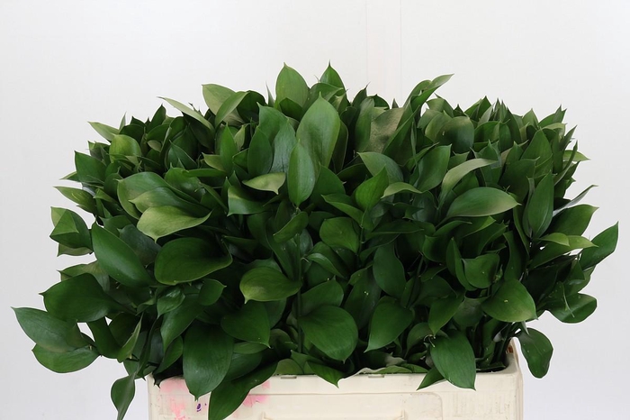 <h4>Ruscus Hypophyllum</h4>