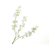 Dendrobium Orchid White