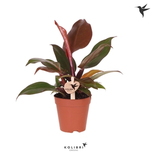 Kolibri Greens Philodendron Sun red