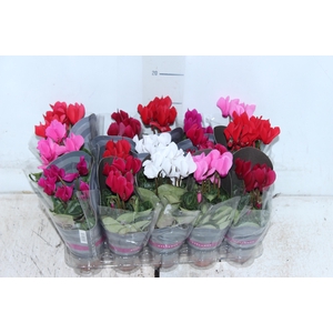 CYCLAMEN MINI P06