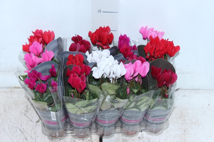 <h4>CYCLAMEN MINI P06</h4>