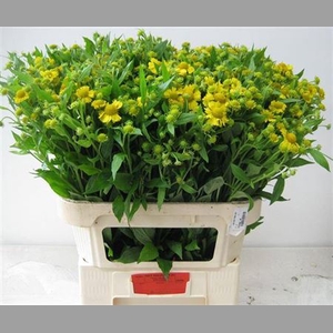 Helenium Kanaria