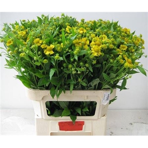 Helenium Kanaria
