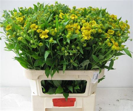 <h4>Helenium Kanaria</h4>