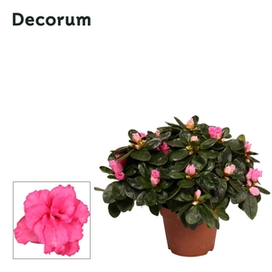 Azalea Rosa P12