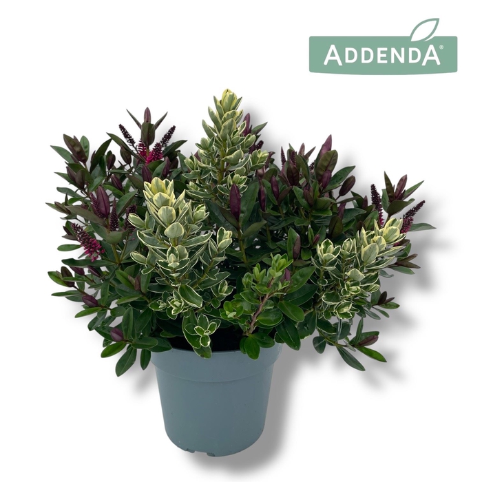 <h4>Hebe  'Addenda'   ...mix in pot</h4>