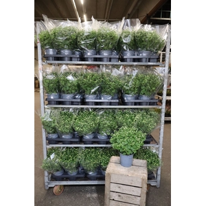 Chrys Garden Mums 3 Klr Mixkar