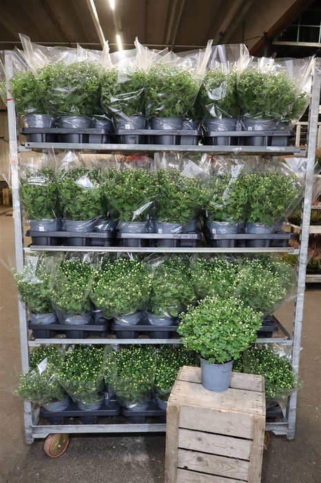 <h4>Chrys Garden Mums 3 Klr Mixkar</h4>