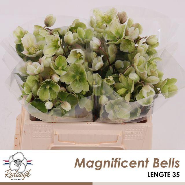 <h4>HELLEB MAGNIFICENT BELLS</h4>