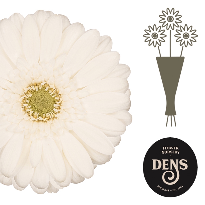 GE MI DELPHI DENS