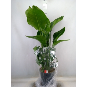 Strelitzia nicolai