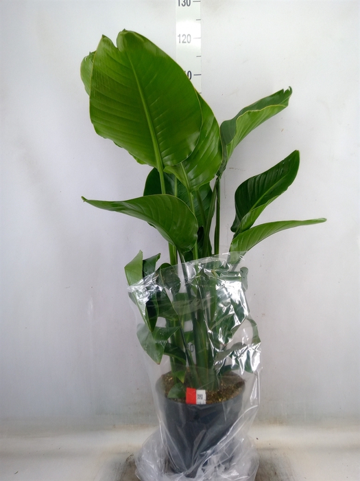 <h4>Strelitzia nicolai</h4>