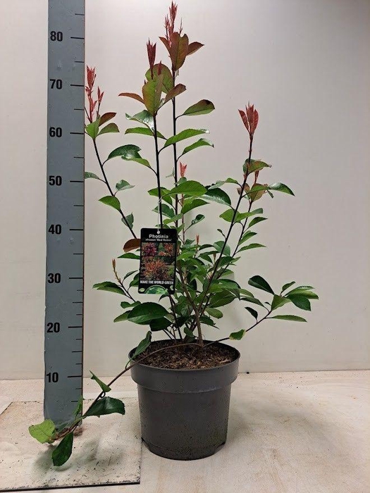 <h4>Photinia x fraseri 'Red Robin' - C5</h4>