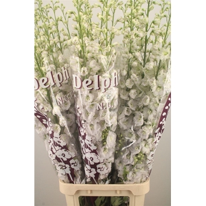 Delph El Dewi White Smile