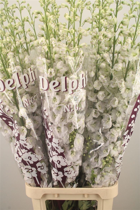 <h4>Delph El Dewi White Smile</h4>