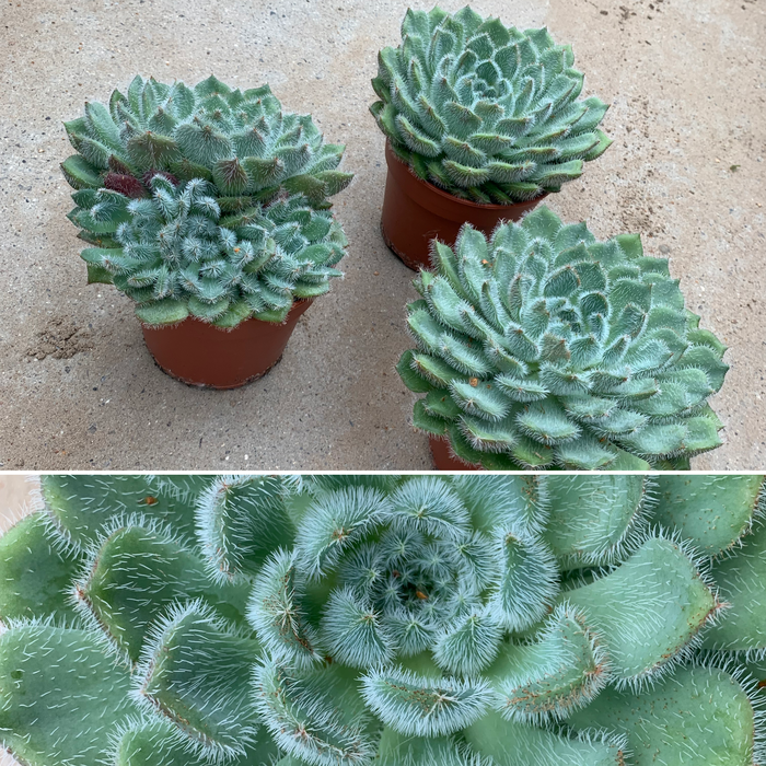 <h4>ECHEVERIA SETOSA P10.5 MEXICAN FIRECRACK</h4>