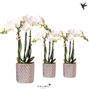 Kolibri Orchids Phalaenopsis white 3 spike in Diamond pot silver