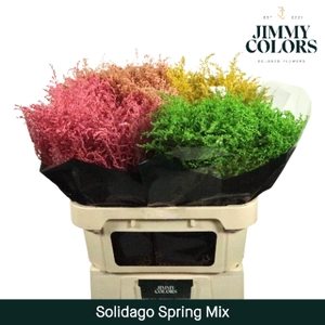 Solidago L80 Klbh. Spring Mix