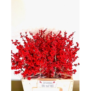 ILEX MAG SUPREME RED