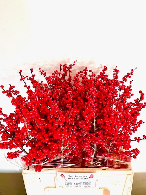 <h4>ILEX MAG SUPREME RED</h4>