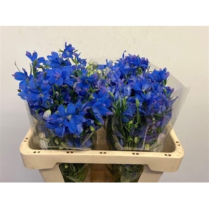 DELPH EN ENERGY BLUE