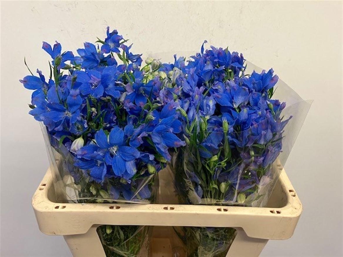 <h4>DELPH EN ENERGY BLUE</h4>