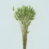 Dried Lagurus Bleached Minty Bs