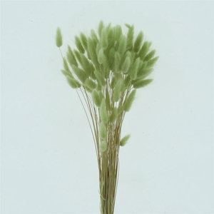 Dried Lagurus Bleached Minty Bs