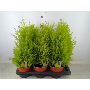 Cupressus macro. 'Goldcrest Wilma'