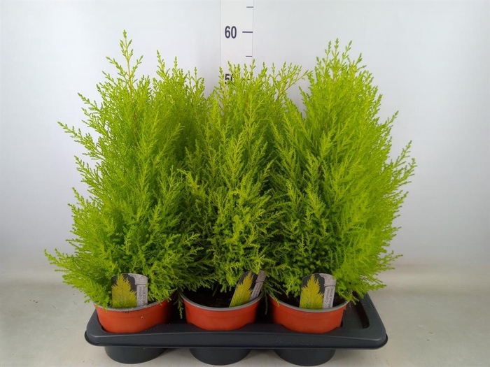 <h4>Cupressus macro. 'Goldcrest Wilma'</h4>