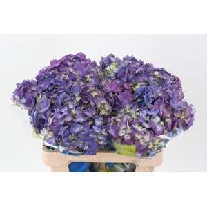 Hydr Beauty Berry Super