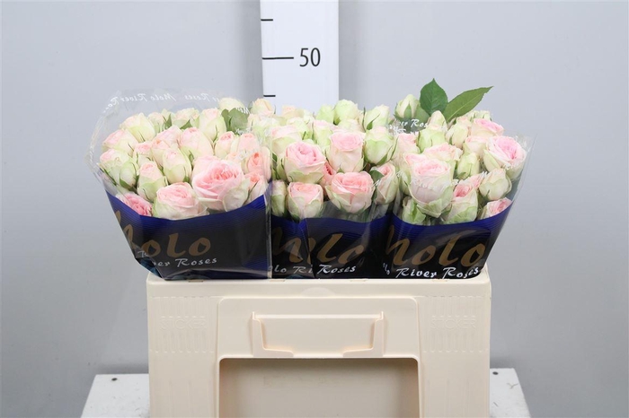 <h4>R Tr Rlm Ing Kristi</h4>