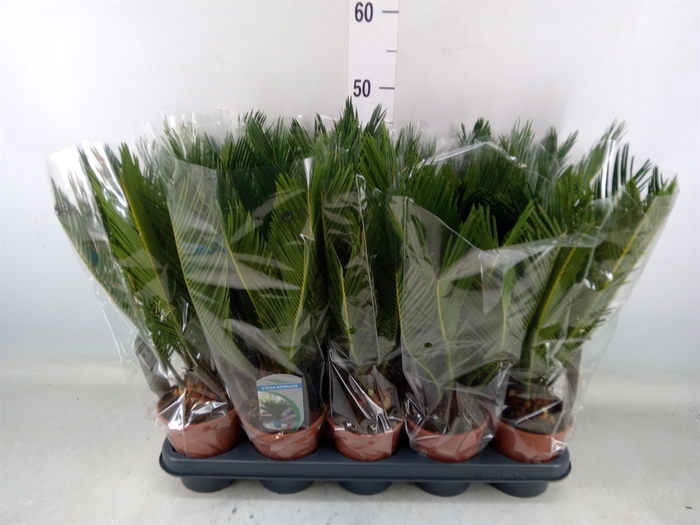 <h4>Cycas revoluta</h4>