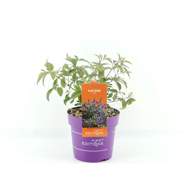 <h4>Vitex agn. Flip Side (First Editions®)</h4>